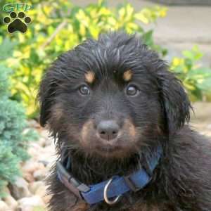 Fluffy, English Shepherd Mix Puppy