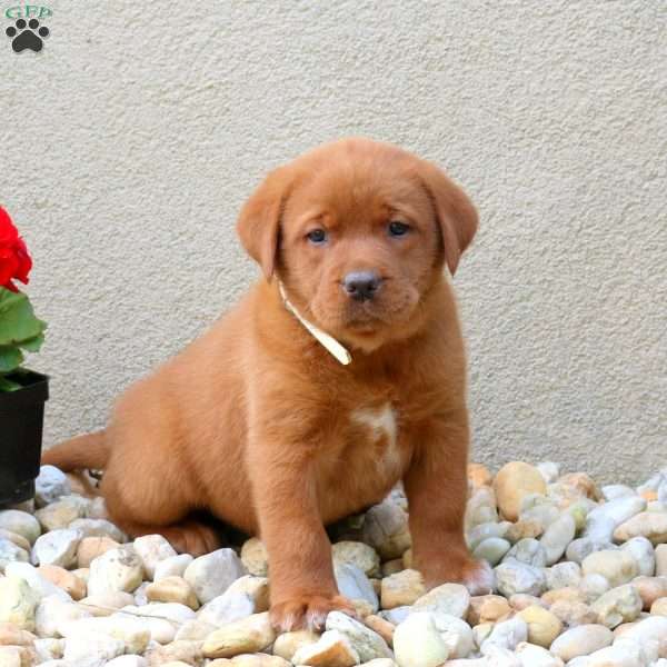 Flyn, Fox Red Labrador Retriever Puppy