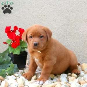 Flyn, Fox Red Labrador Retriever Puppy