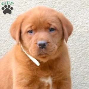 Flyn, Fox Red Labrador Retriever Puppy