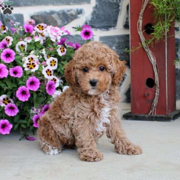 Flynn, Miniature Poodle Puppy