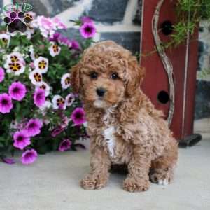 Flynn, Miniature Poodle Puppy