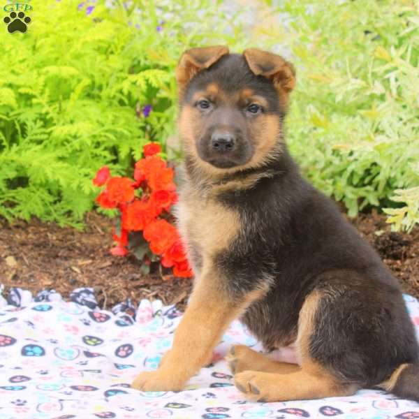 Ford, German Shepherd Puppy