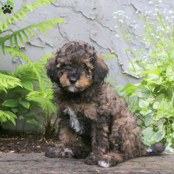 Forrest, Miniature Poodle Puppy