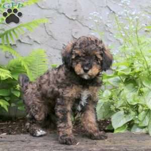 Forrest, Miniature Poodle Puppy