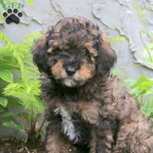 Forrest, Miniature Poodle Puppy