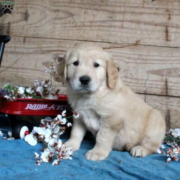Forrest, Golden Retriever Puppy
