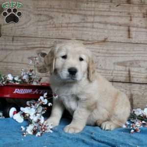Forrest, Golden Retriever Puppy