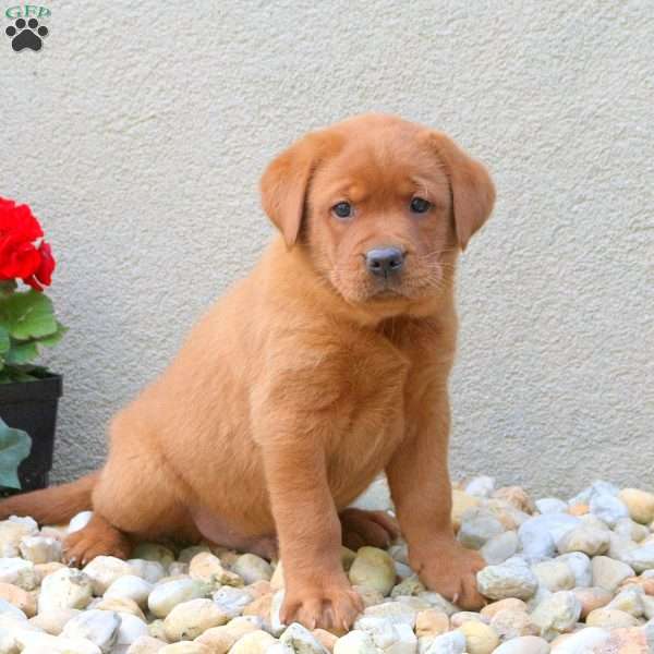 Foster, Fox Red Labrador Retriever Puppy