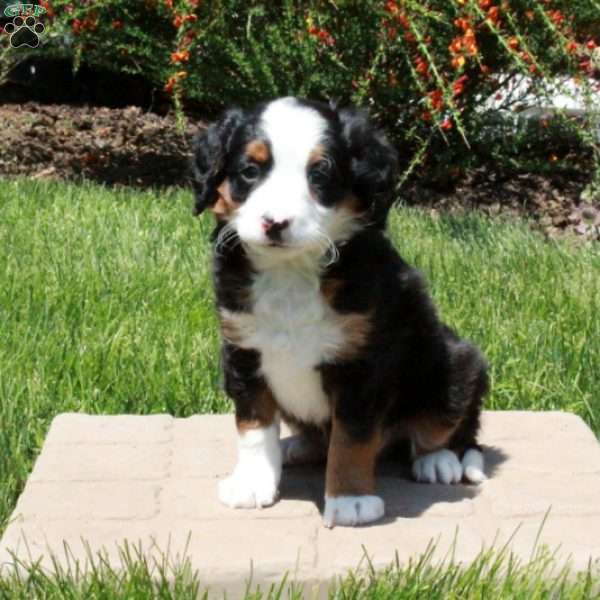 Foster, Mini Bernedoodle Puppy