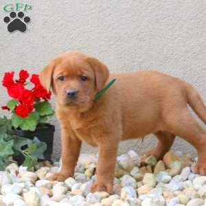 Foster, Fox Red Labrador Retriever Puppy