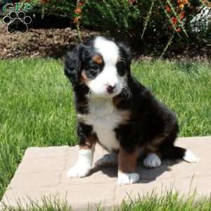 Foster, Mini Bernedoodle Puppy