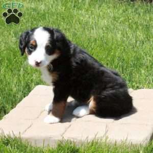 Foster, Mini Bernedoodle Puppy