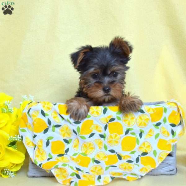 Foxy, Yorkie Puppy