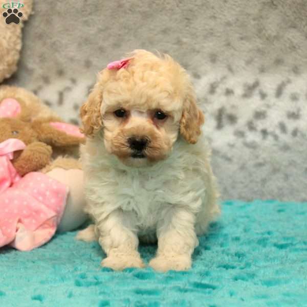 Fran, Bich-Poo Puppy