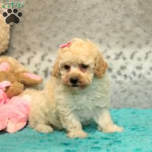 Fran, Bich-Poo Puppy