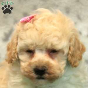 Fran, Bich-Poo Puppy