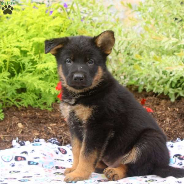 Francis, German Shepherd Puppy