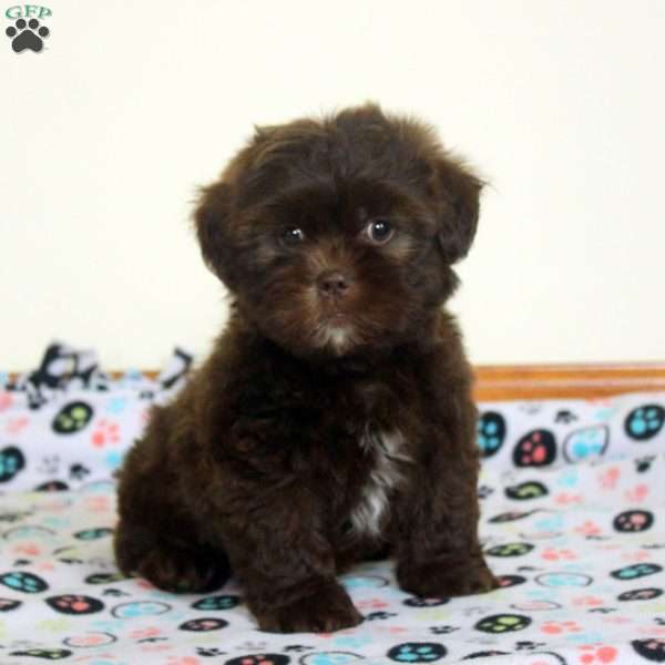 Frank, Teddy Bear Puppy