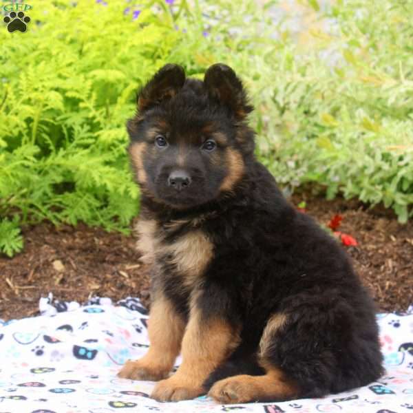 Frank, German Shepherd Puppy