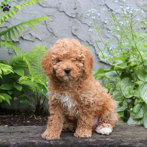 Frank, Miniature Poodle Puppy