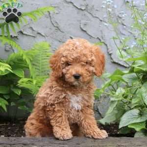 Frank, Miniature Poodle Puppy