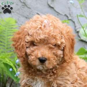 Frank, Miniature Poodle Puppy