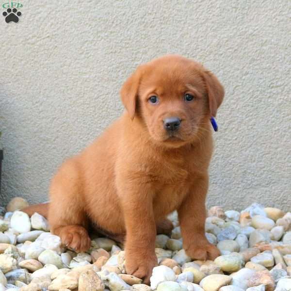 Frankie, Fox Red Labrador Retriever Puppy