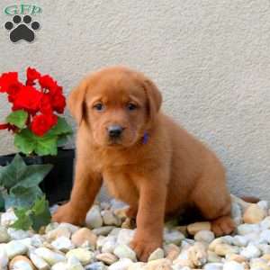 Frankie, Fox Red Labrador Retriever Puppy