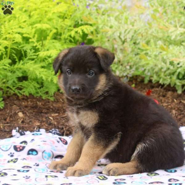 Fred, German Shepherd Puppy