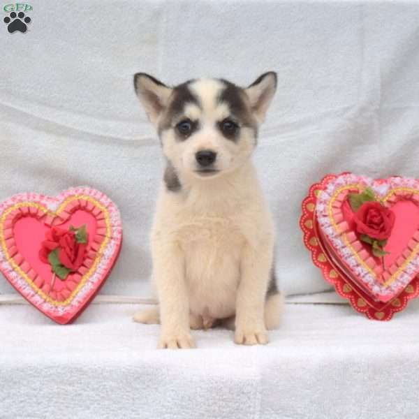 Freddy, Pomsky Puppy