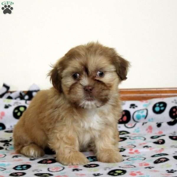 Freddy, Teddy Bear Puppy