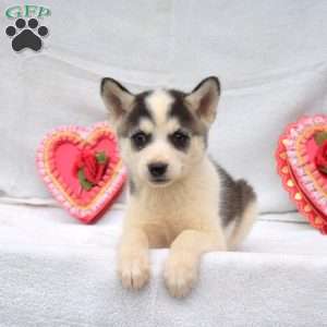 Freddy, Pomsky Puppy