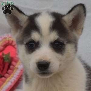 Freddy, Pomsky Puppy