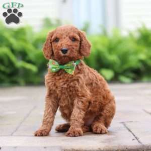 Fugi, Goldendoodle Puppy