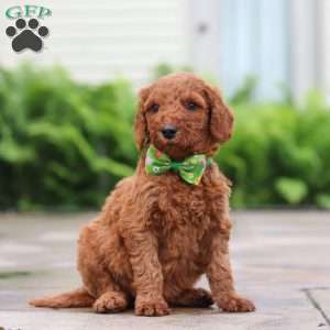 Fugi, Goldendoodle Puppy