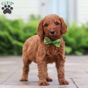 Fugi, Goldendoodle Puppy