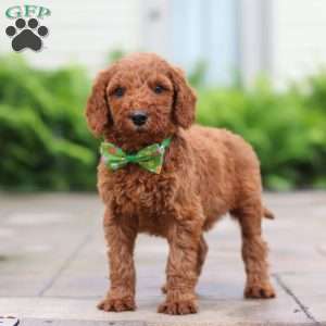 Fugi, Goldendoodle Puppy