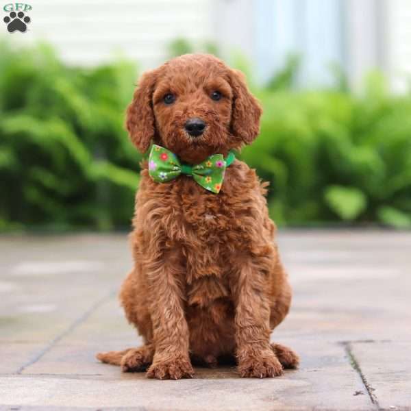 Fugi, Goldendoodle Puppy