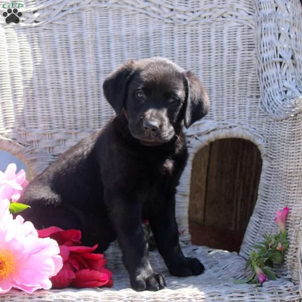 Fulton, Black Labrador Retriever Puppy