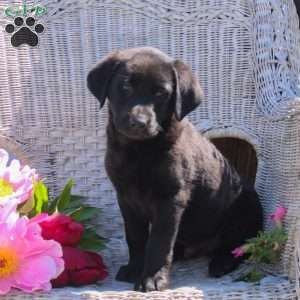 Fulton, Black Labrador Retriever Puppy