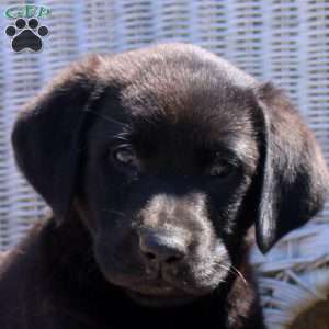 Fulton, Black Labrador Retriever Puppy