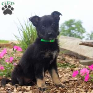 Gabbie, German Shepherd Puppy