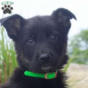 Gabbie, German Shepherd Puppy