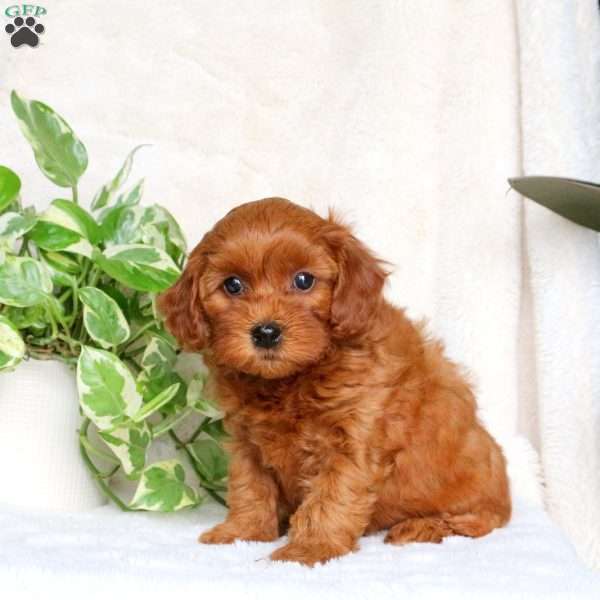 Gabby, Maltipoo Puppy