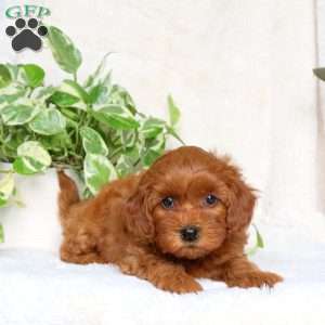Gabby, Maltipoo Puppy