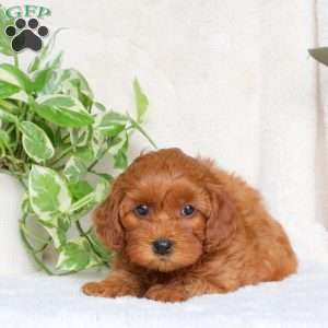Gabby, Maltipoo Puppy