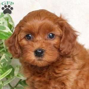 Gabby, Maltipoo Puppy