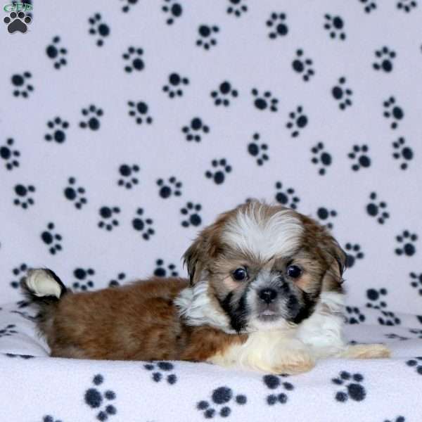 Gabe, Shih Tzu Puppy