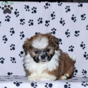 Gabe, Shih Tzu Puppy